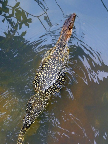 Water Monitor